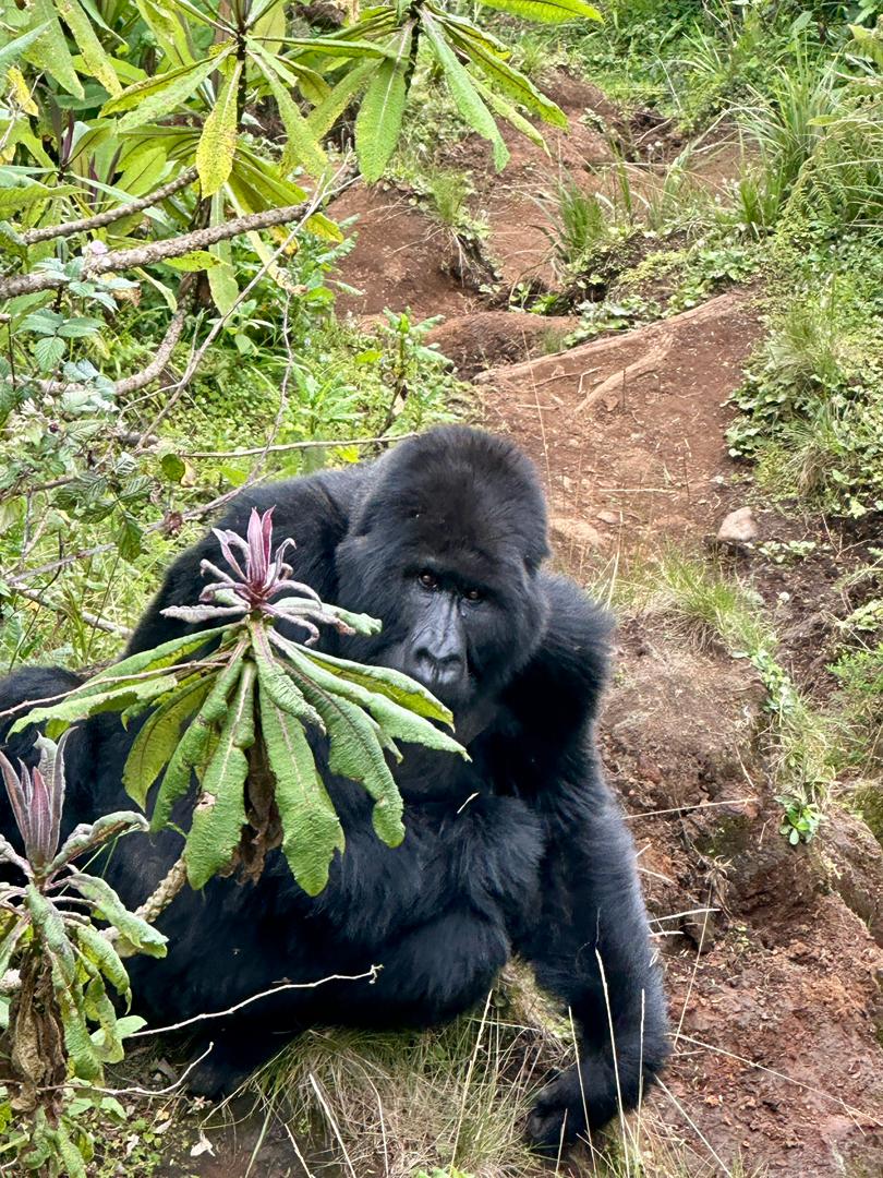 How to Prepare for a Gorilla Trek Stay in Rwanda