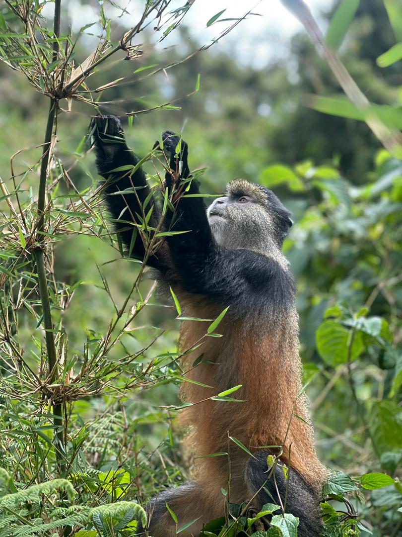 3-Day Musanze Itinerary | Gorilla Trekking & Golden Monkeys